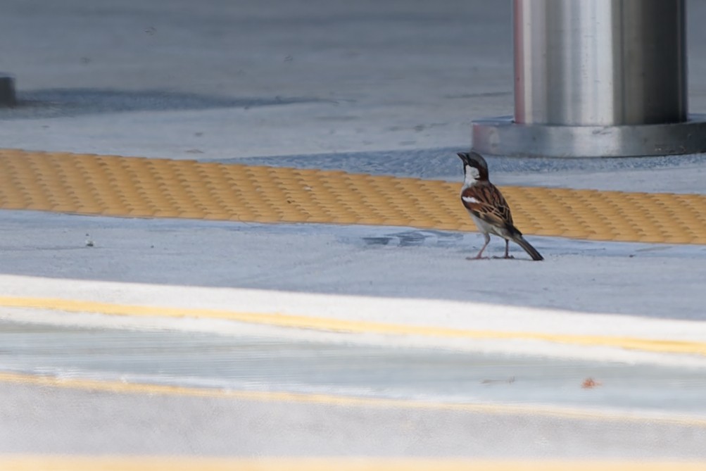 House Sparrow - ML646778190