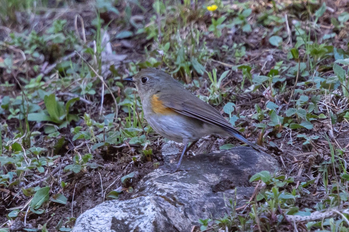 Himalayan Bluetail - ML646778191