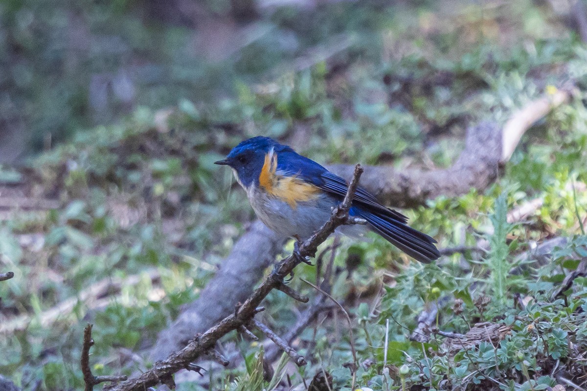 Himalayan Bluetail - ML646778193