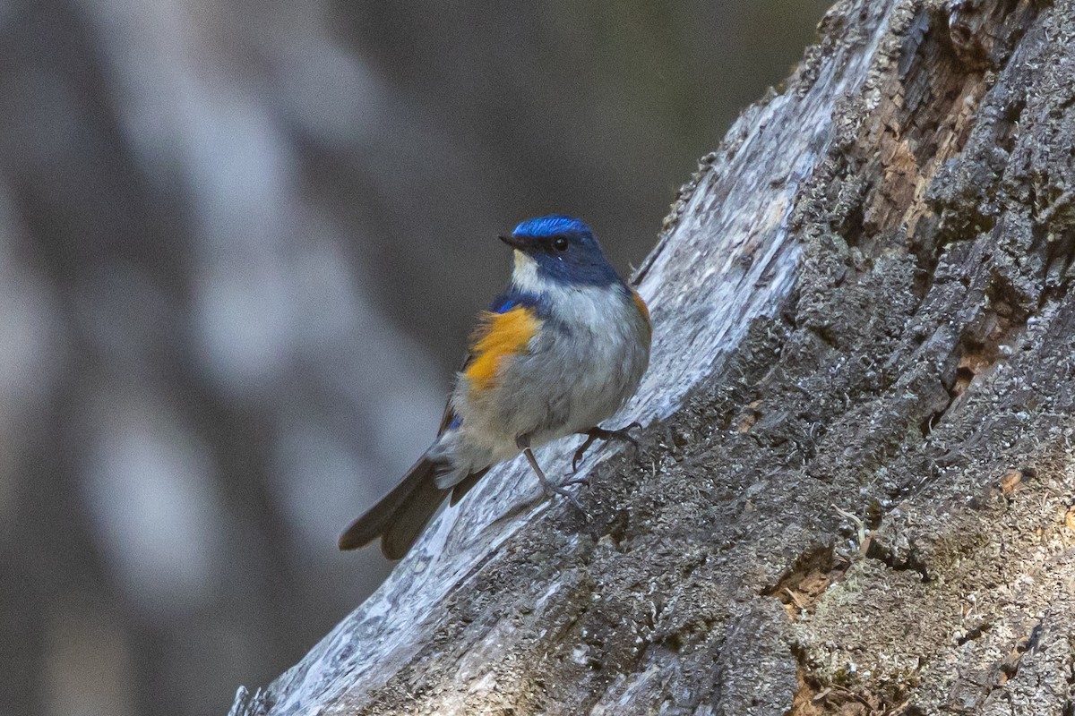 Himalayan Bluetail - ML646778194