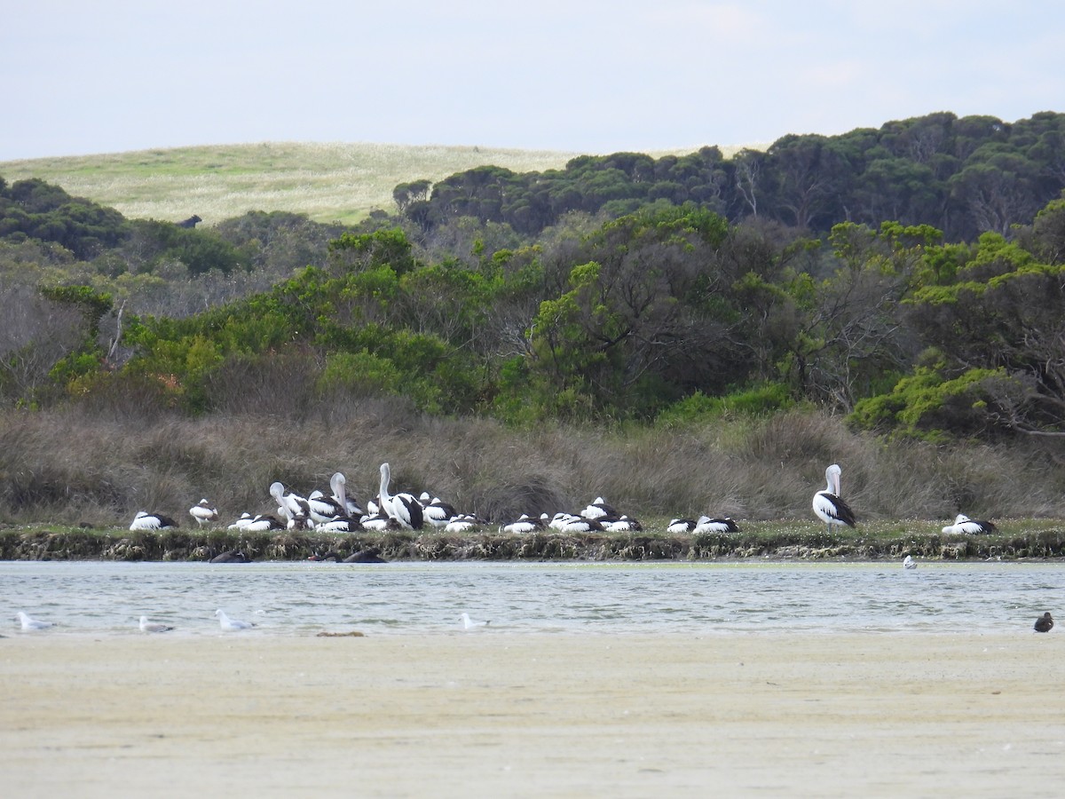 Australian Pelican - ML646778197