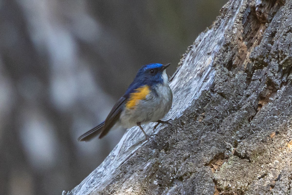Himalayan Bluetail - ML646778198