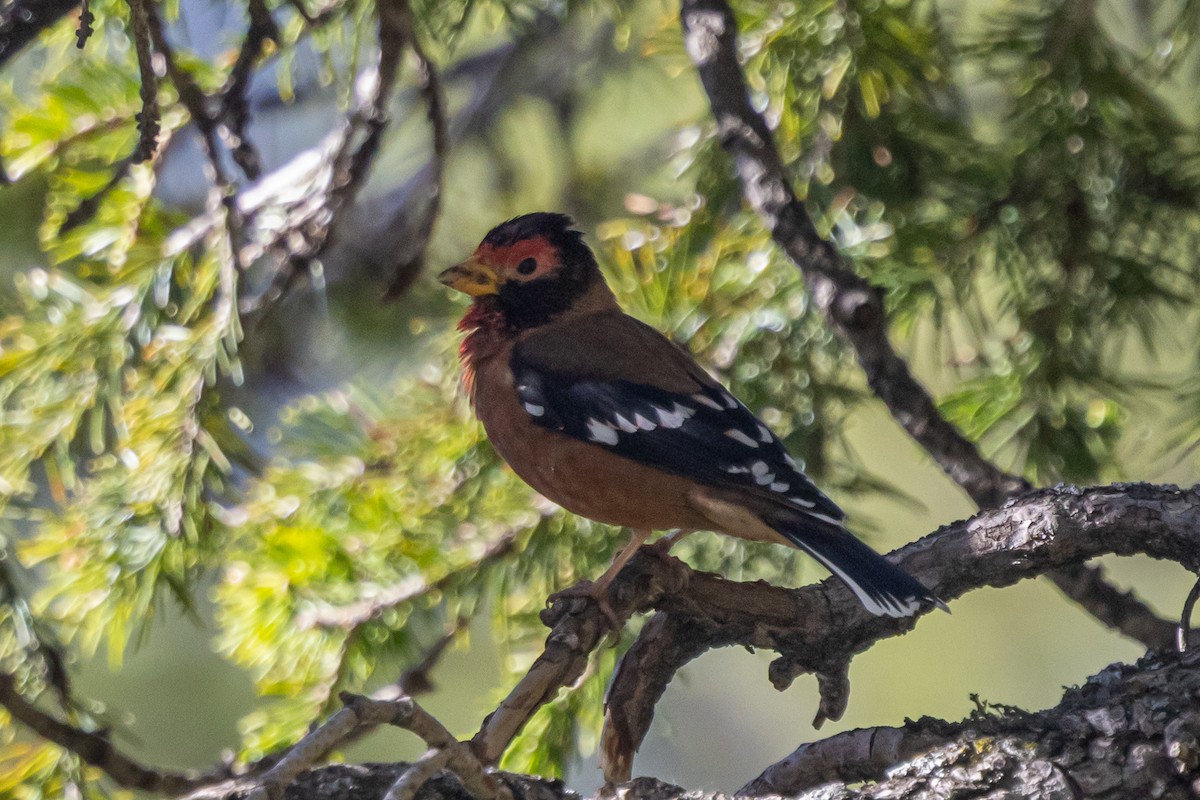 Spectacled Finch - ML646778199