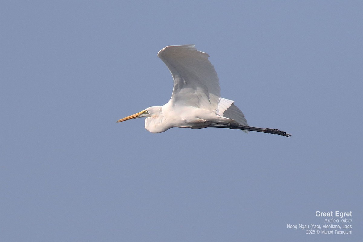 Great Egret (modesta) - ML646778200
