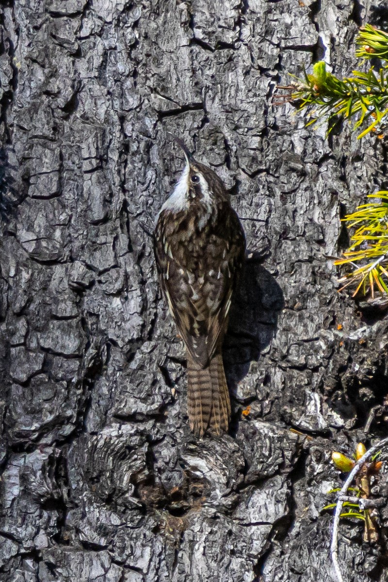 Bar-tailed Treecreeper - ML646778201