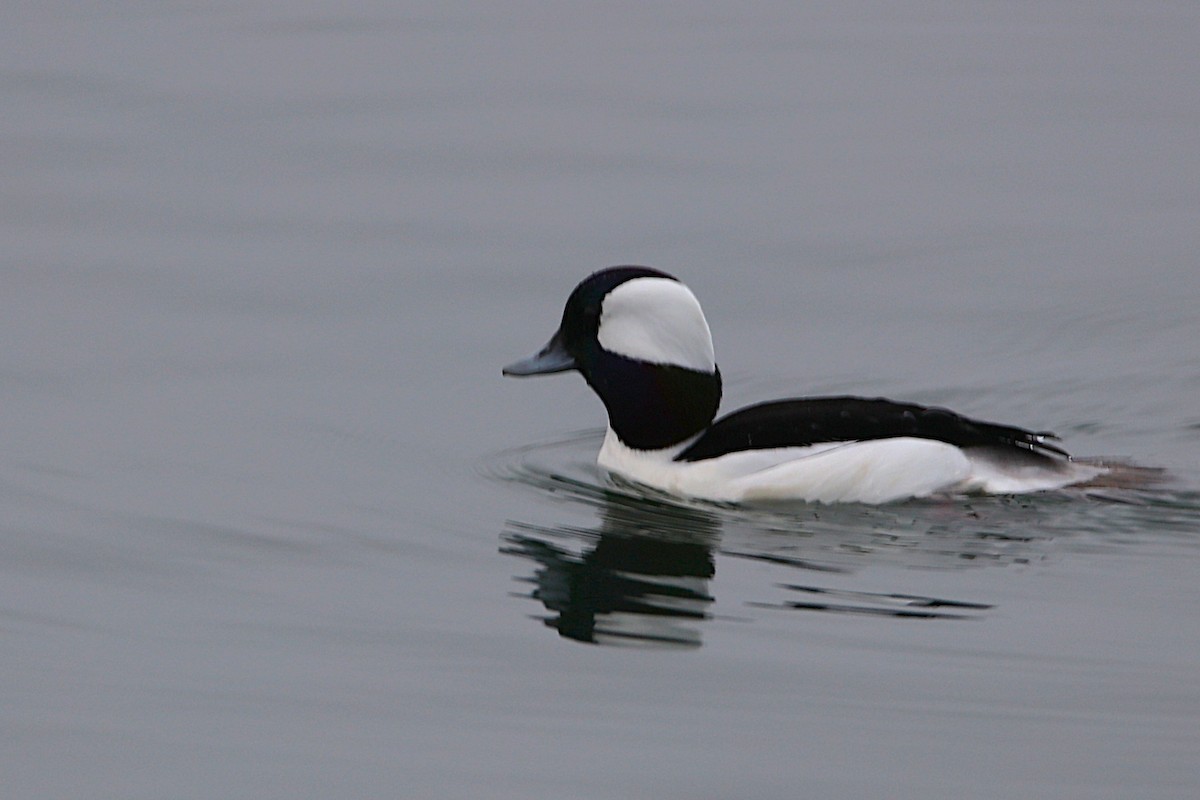 Bufflehead - ML646778202