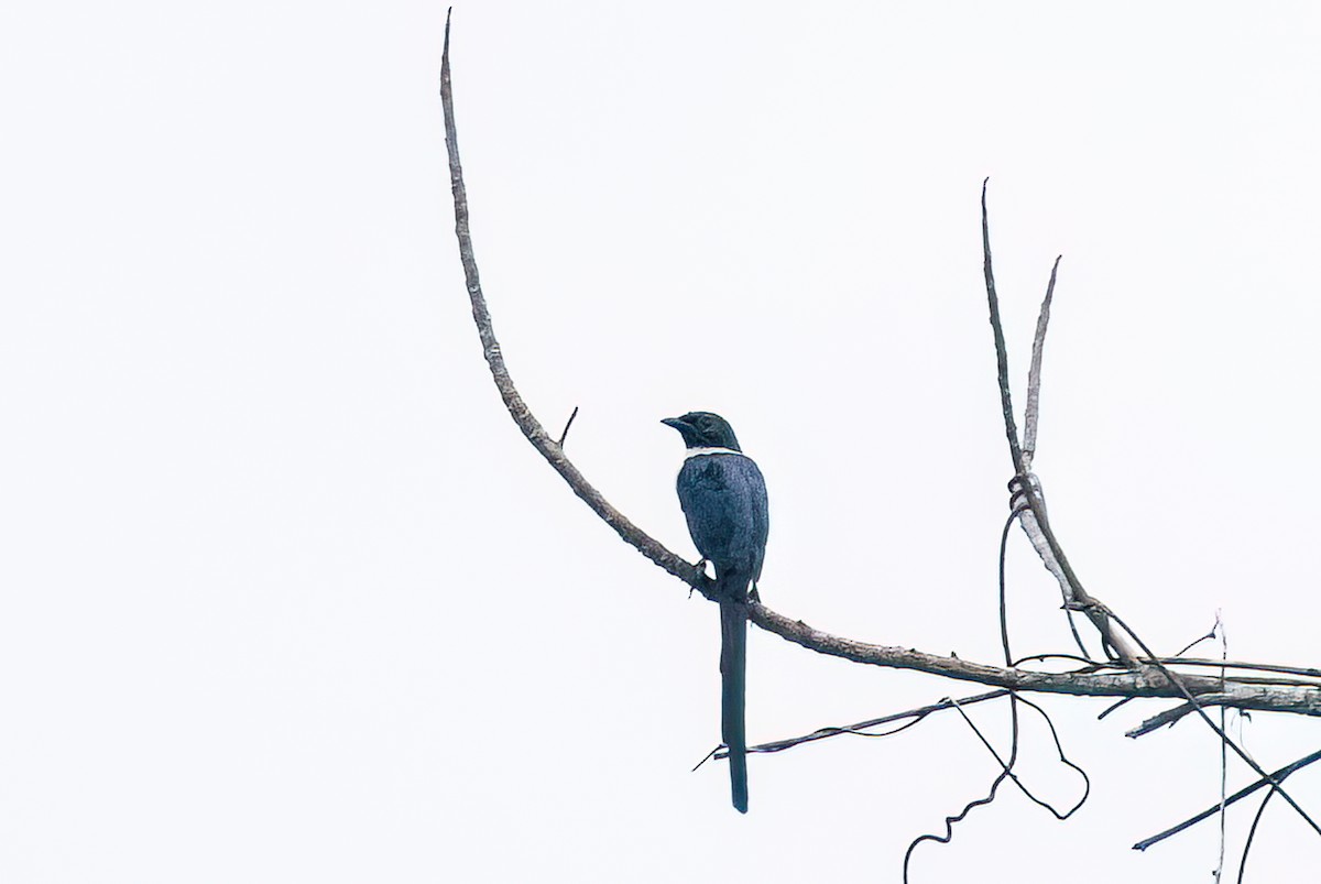 White-necked Myna - ML646778203