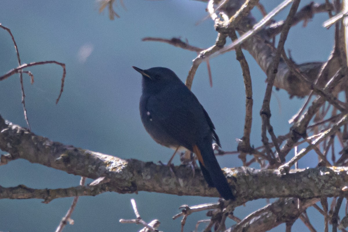 White-bellied Redstart - ML646778205