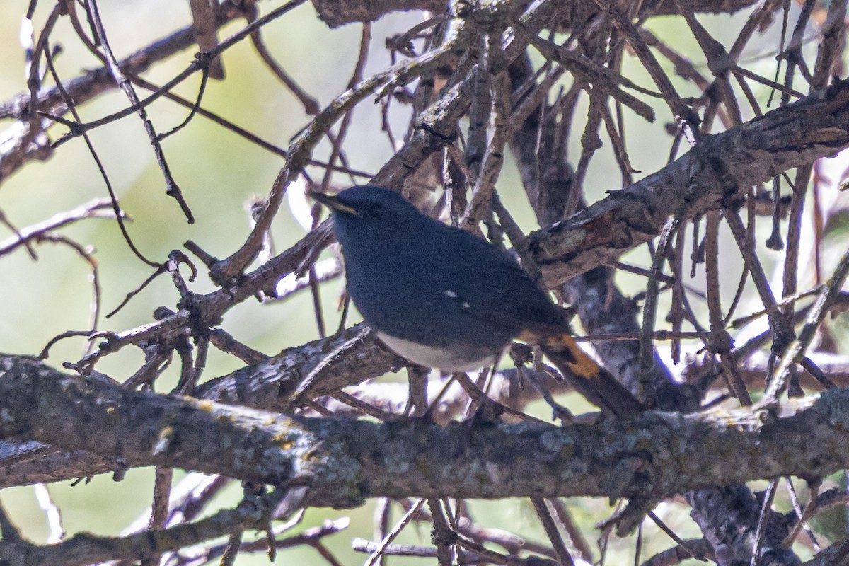 White-bellied Redstart - ML646778206