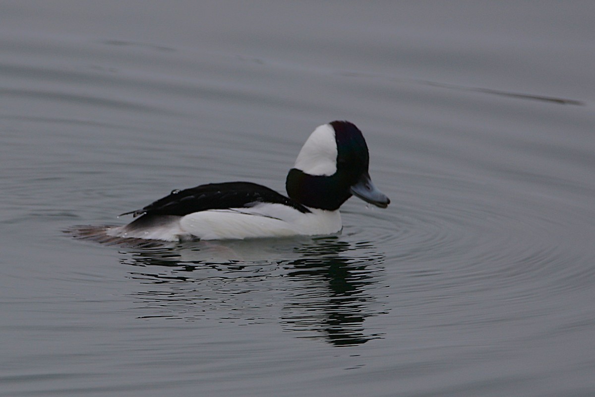 Bufflehead - ML646778207