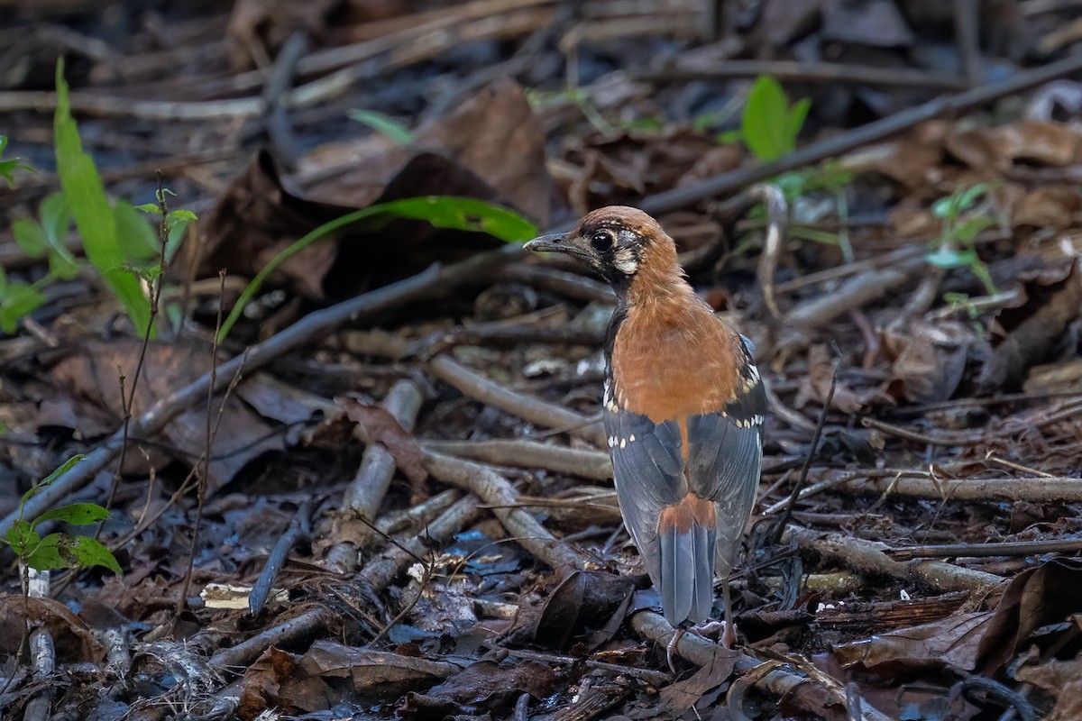 Rusty-backed Thrush - ML646778211
