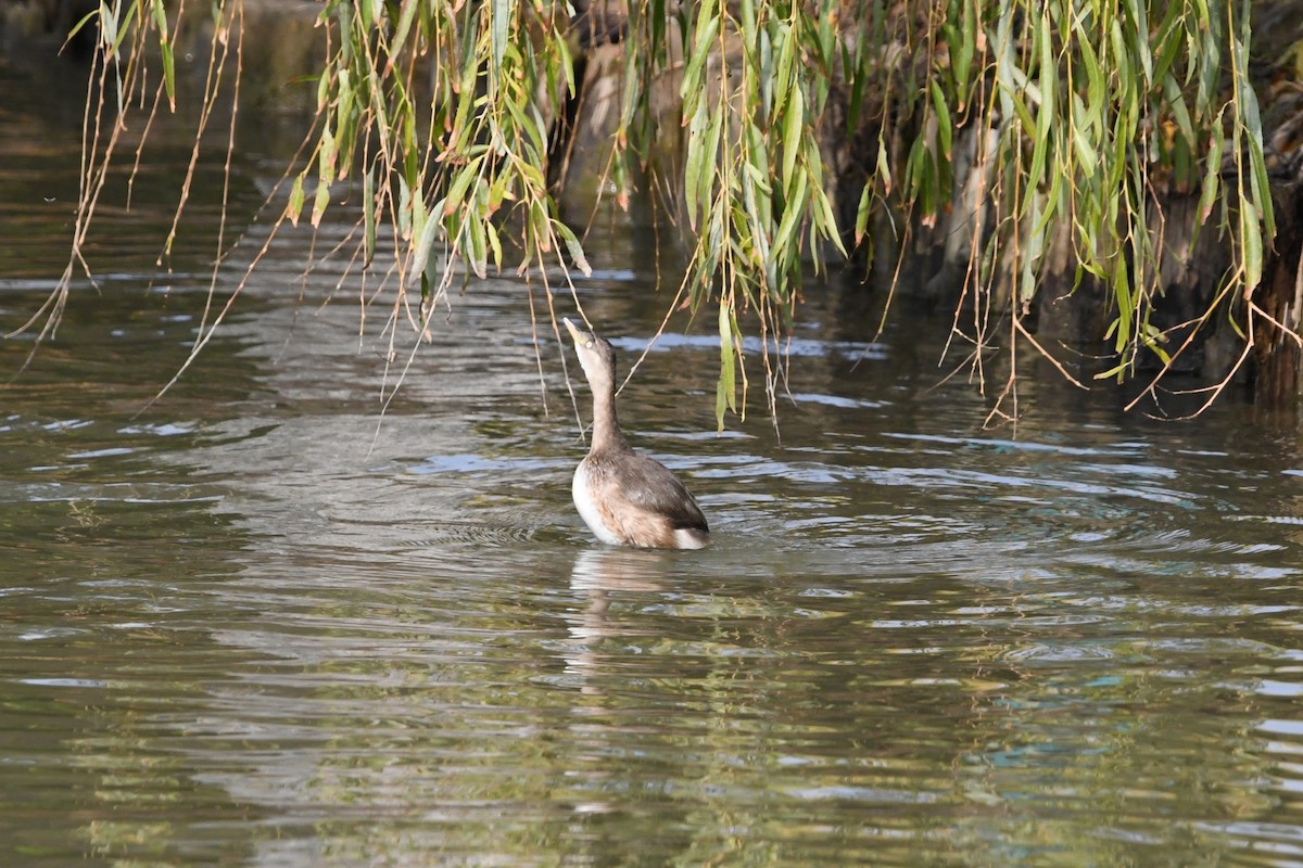 Little Grebe - ML646778212