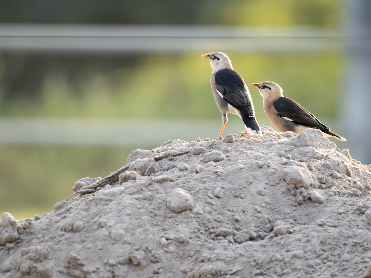 Vinous-breasted Myna - ML646778213