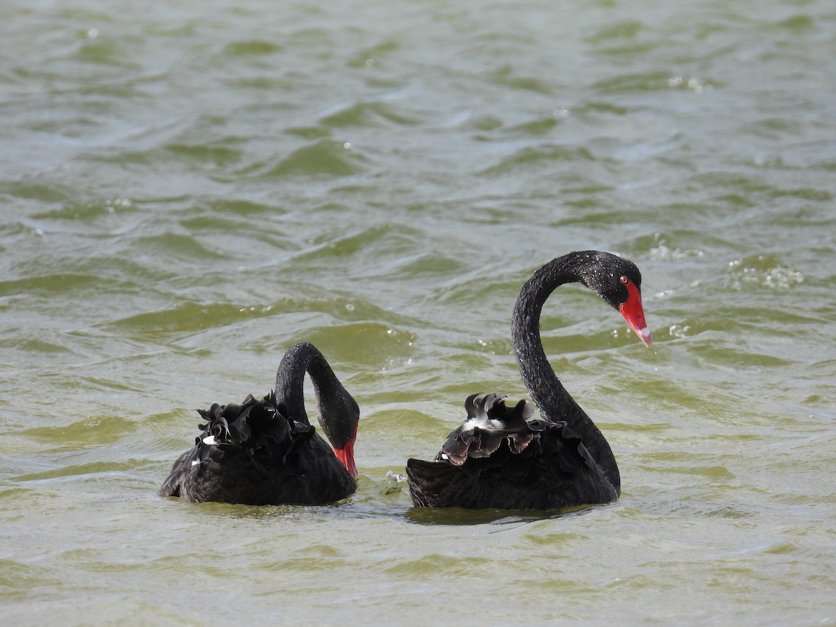 Cigno nero - ML646778215