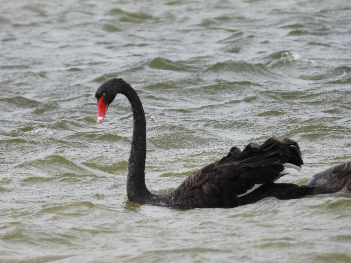 Cigno nero - ML646778216