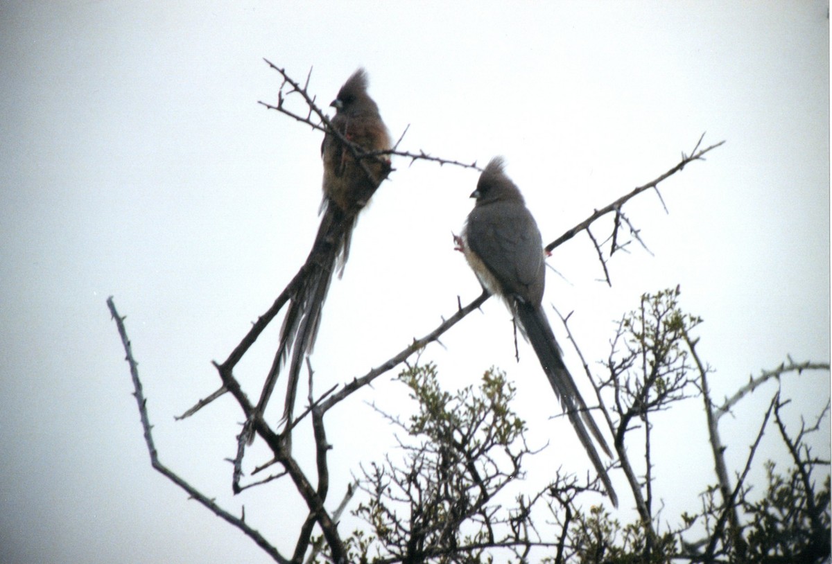 White-backed Mousebird - ML646778217