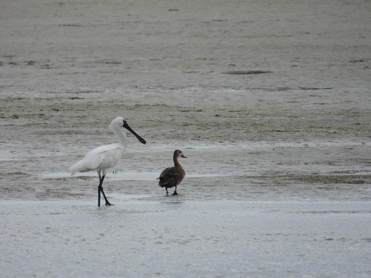 Royal Spoonbill - ML646778221