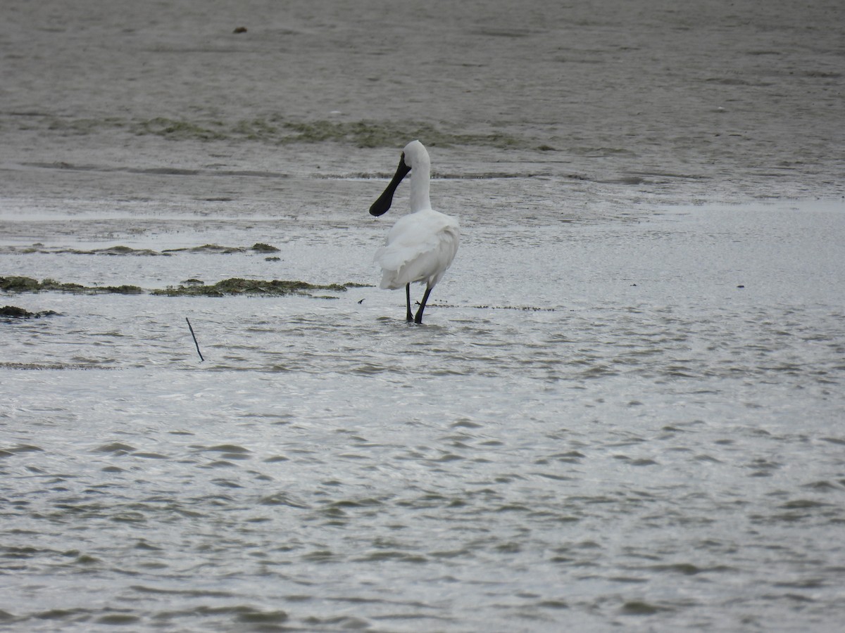 Royal Spoonbill - ML646778222