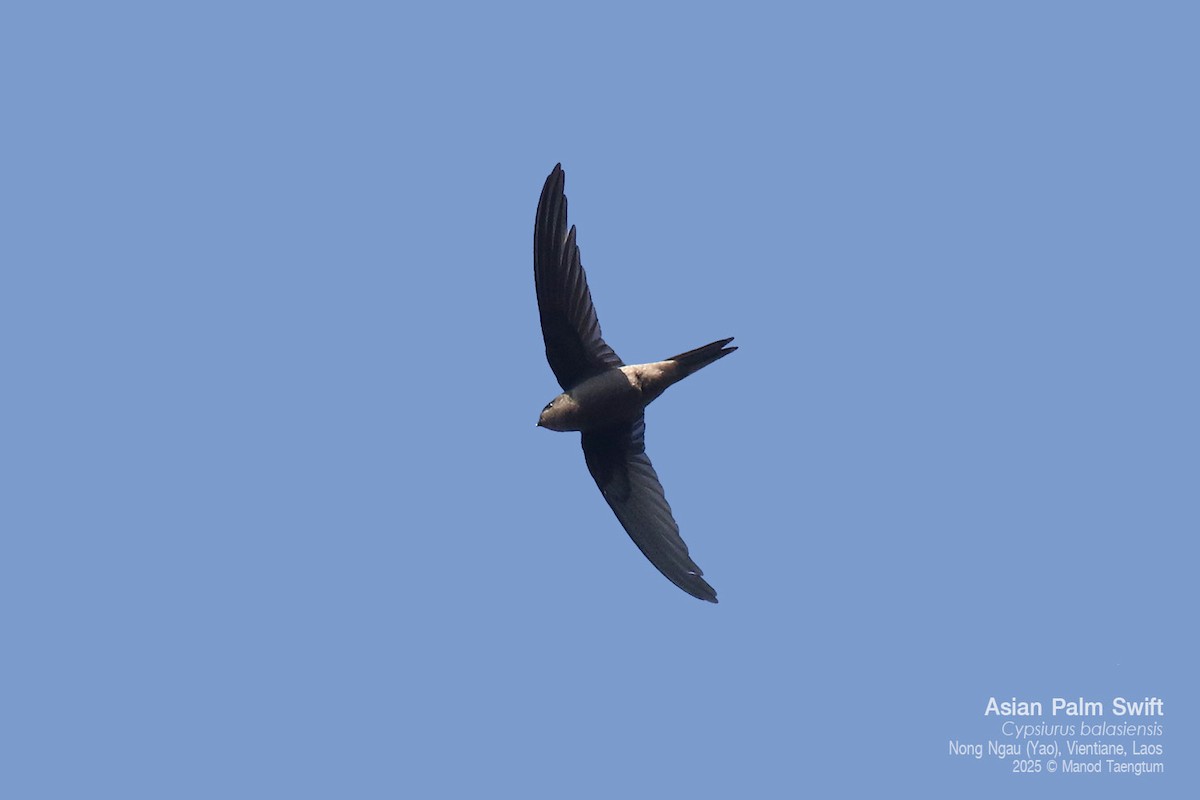Asian Palm Swift - ML646778223