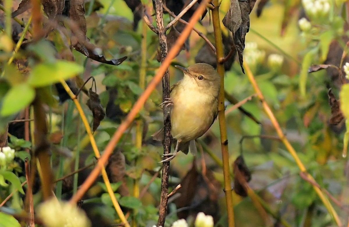 Kuzey Kamışçını - ML646778224