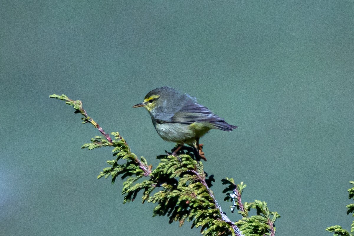 Tickell's Leaf Warbler - ML646778228