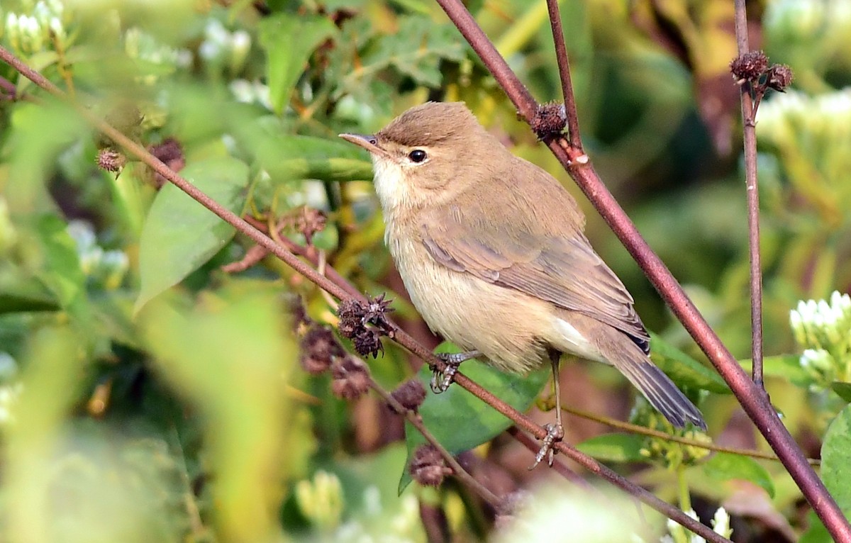 Küçük Mukallit - ML646778229