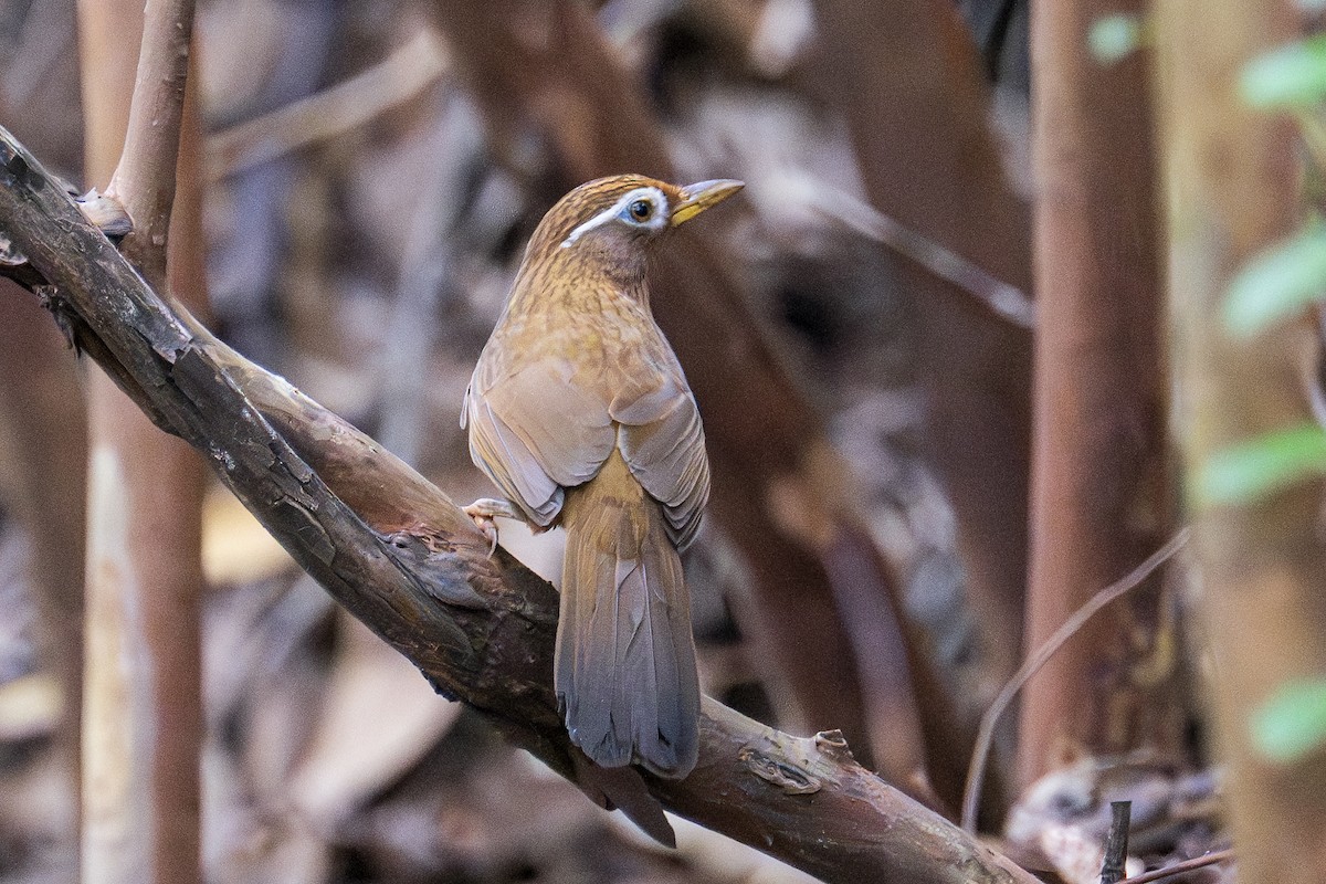 Chinese Hwamei - ML646778231