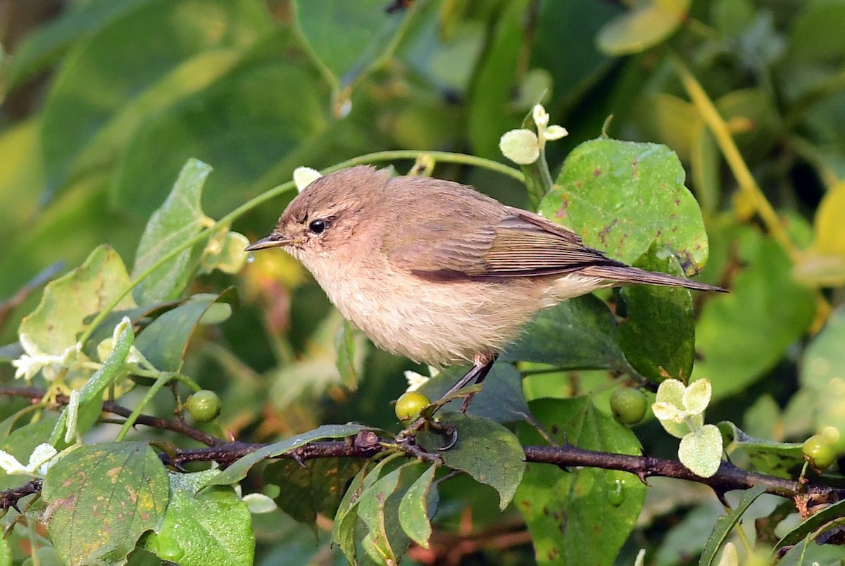 Çıvgın - ML646778232