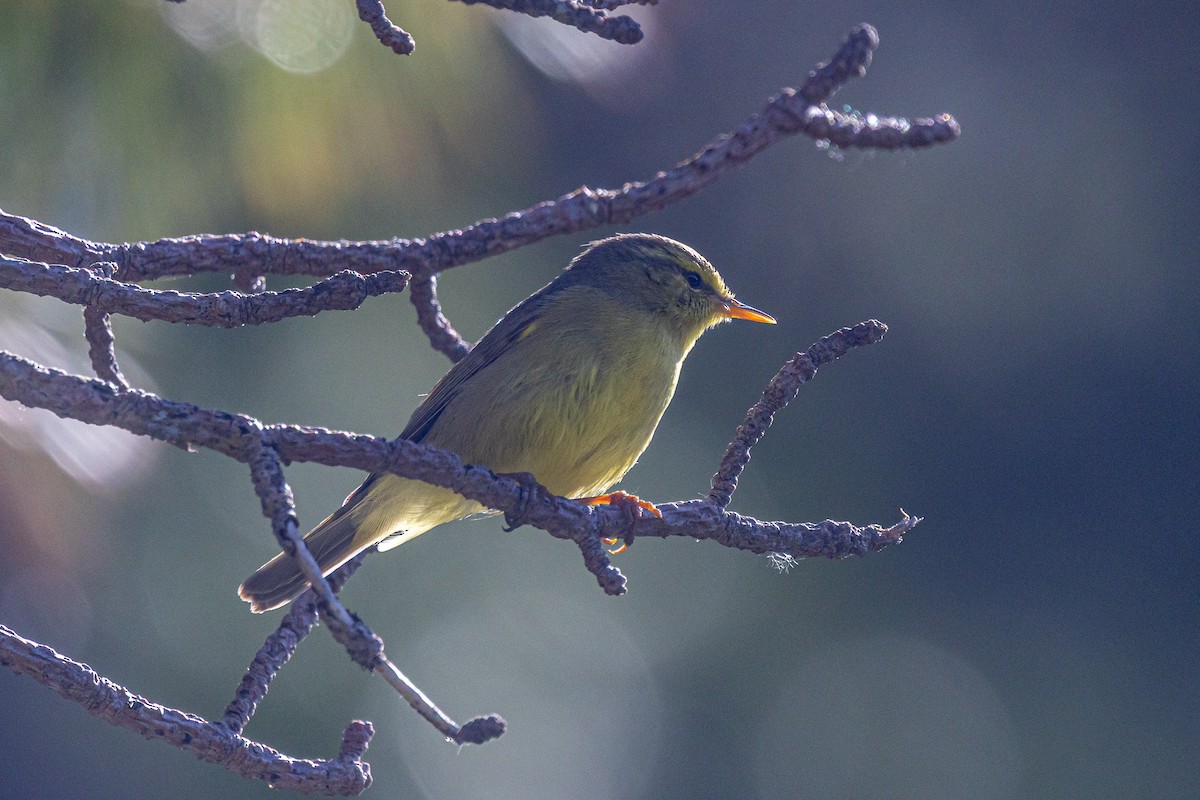Tickell's Leaf Warbler - ML646778238
