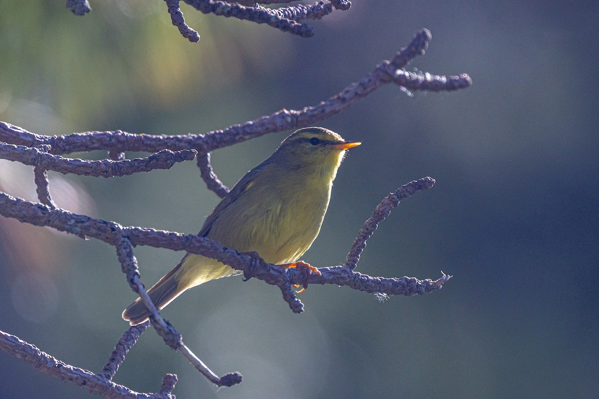Tickell's Leaf Warbler - ML646778239