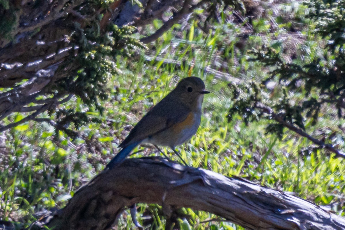 Himalayan Bluetail - ML646778240