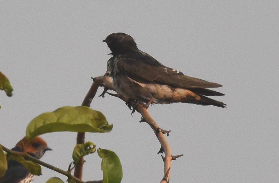 Red-throated Swallow - ML646778241