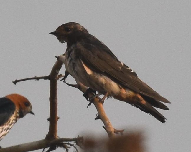 Red-throated Swallow - ML646778242