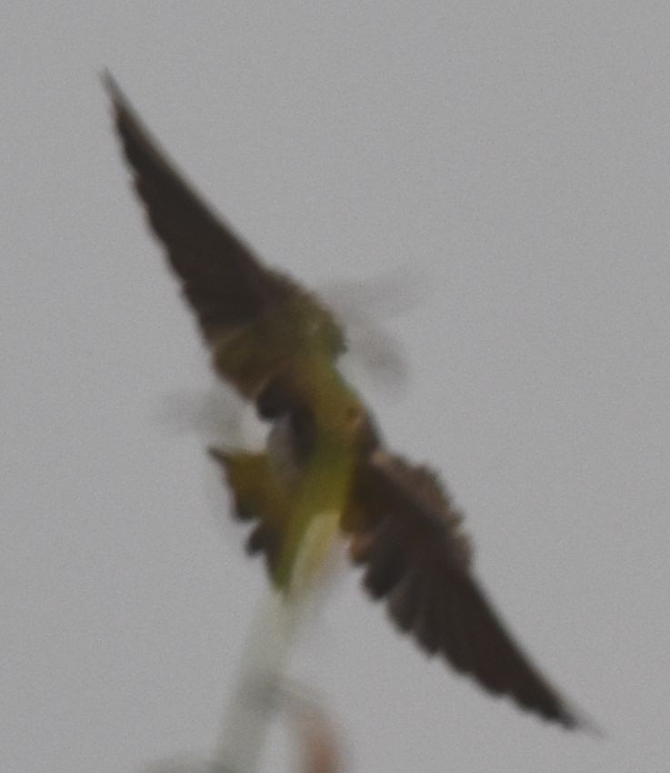 Red-throated Swallow - ML646778243