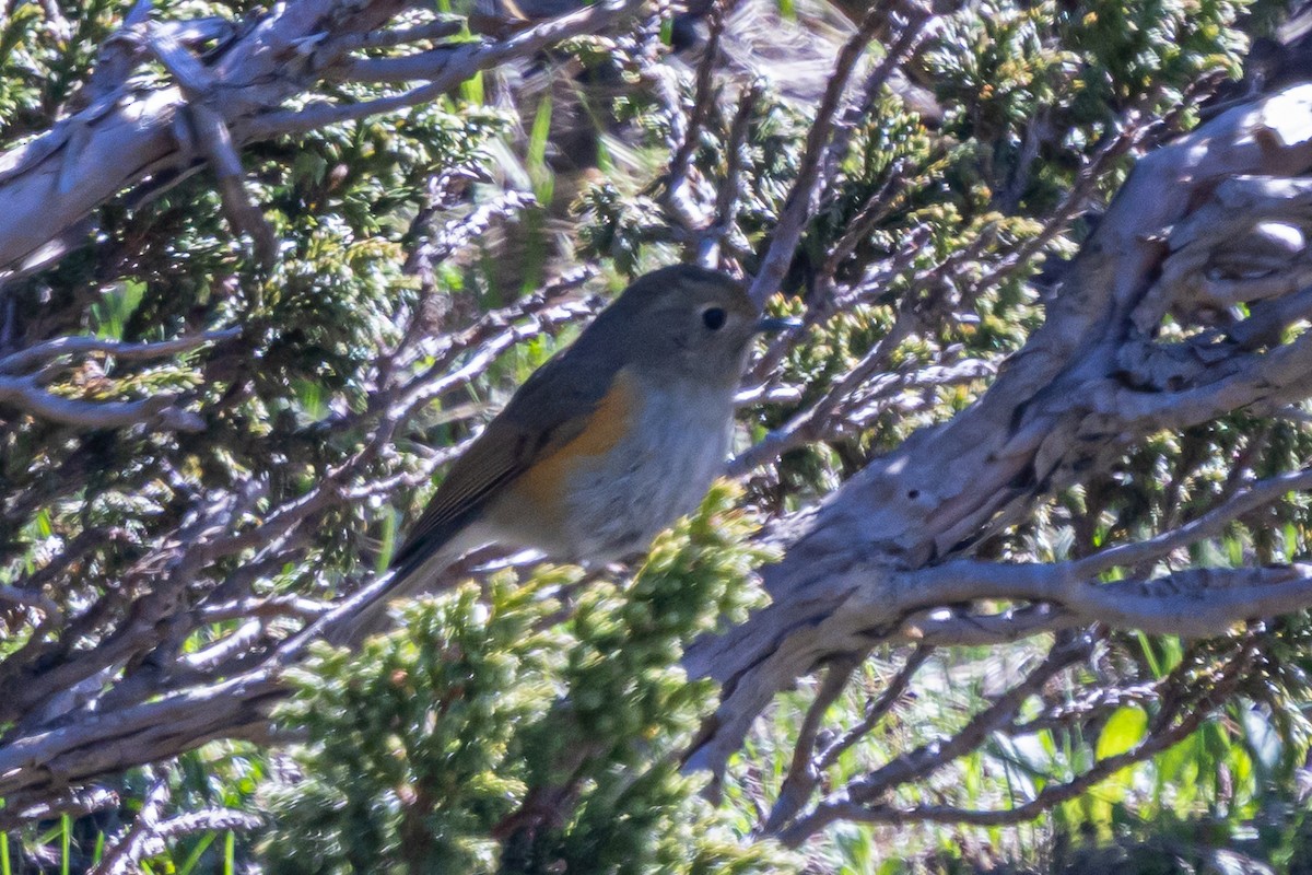 Himalayan Bluetail - ML646778244