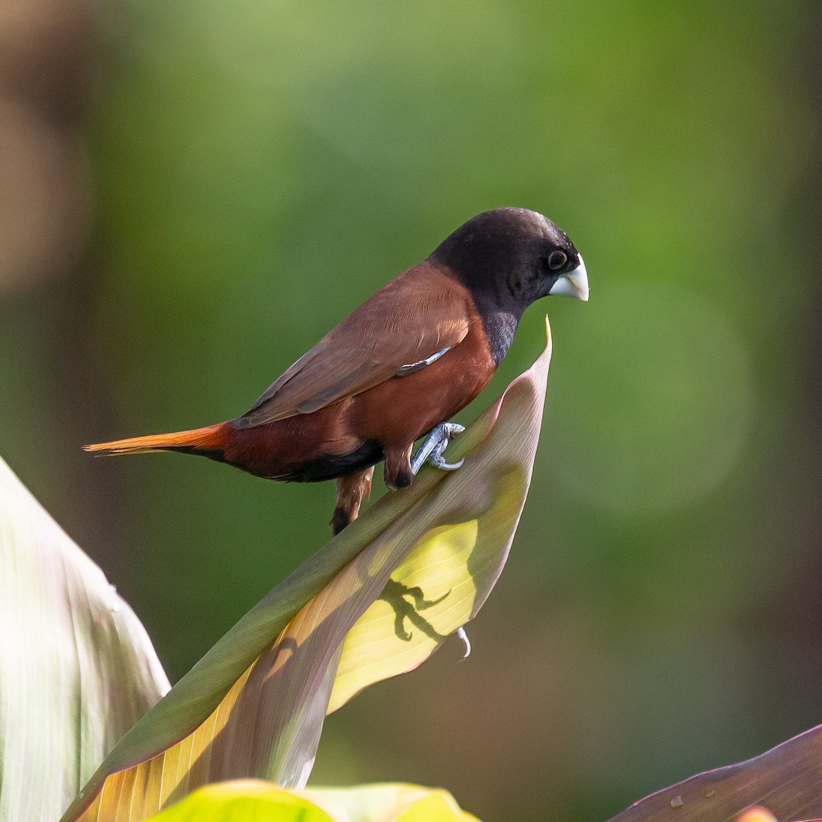 Capucin à tête noire - ML646778245