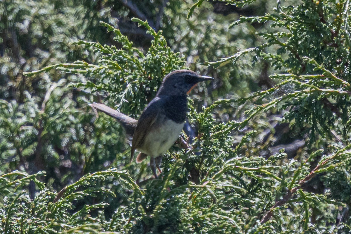 Himalayan Rubythroat - ML646778246