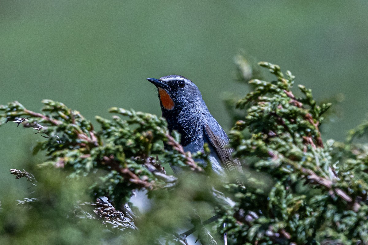 Himalayan Rubythroat - ML646778247