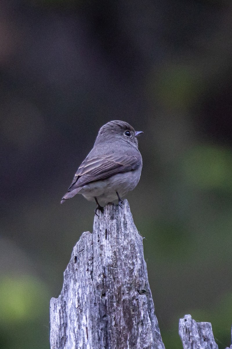 Dark-sided Flycatcher - ML646778248