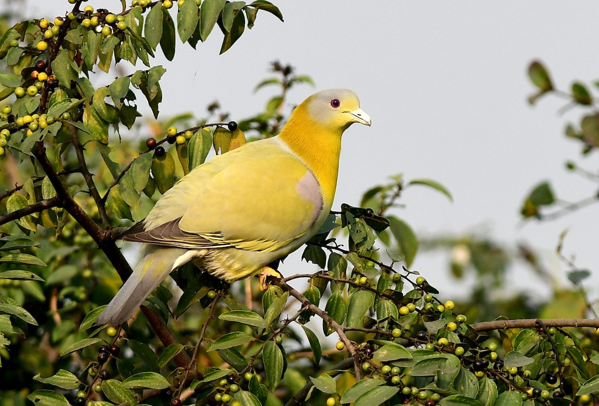 Sarı Ayaklı Yeşil Güvercin - ML646778249