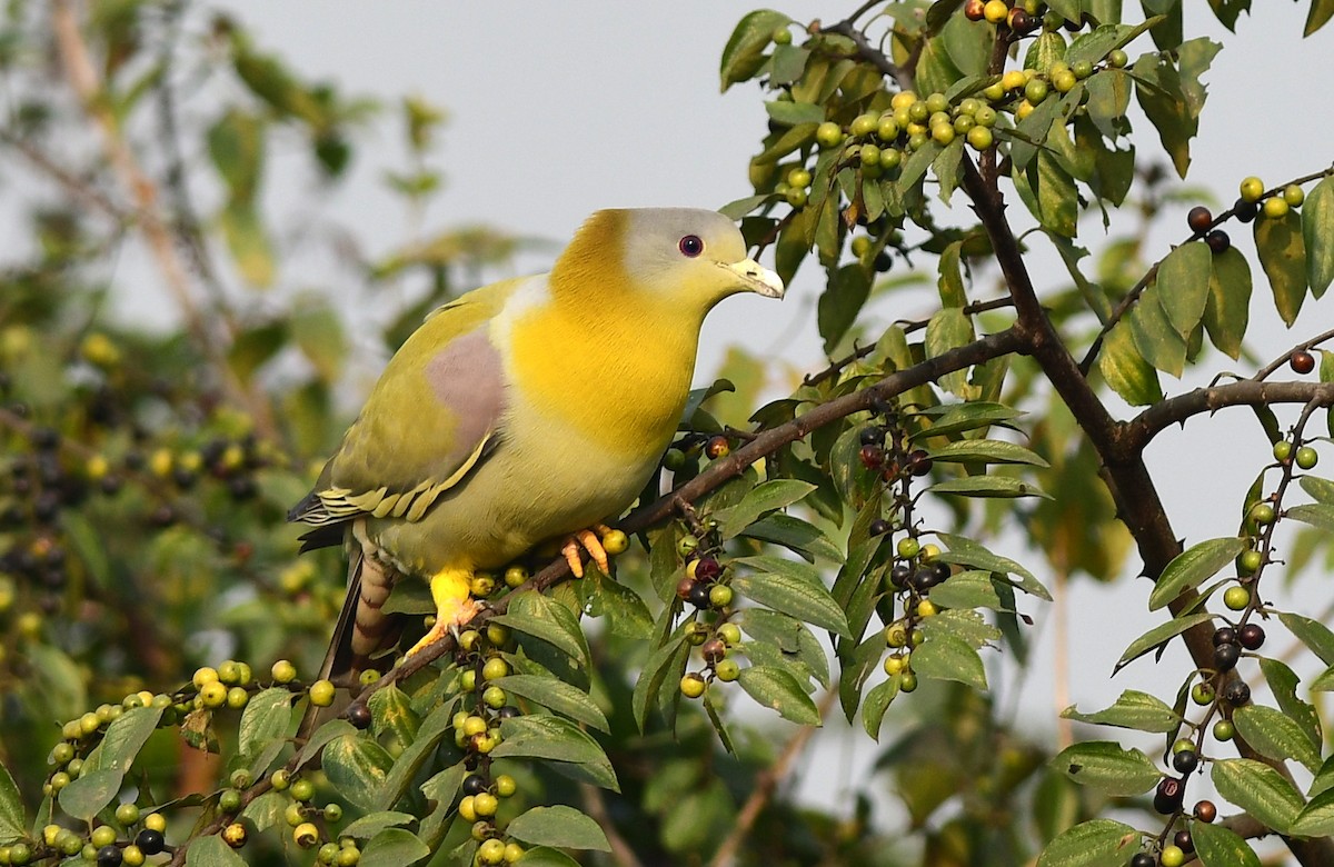 Sarı Ayaklı Yeşil Güvercin - ML646778250