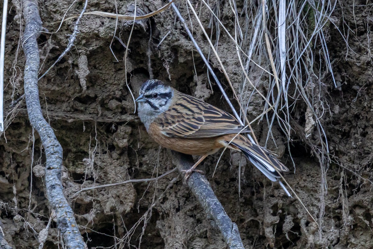 Rock Bunting - ML646778251