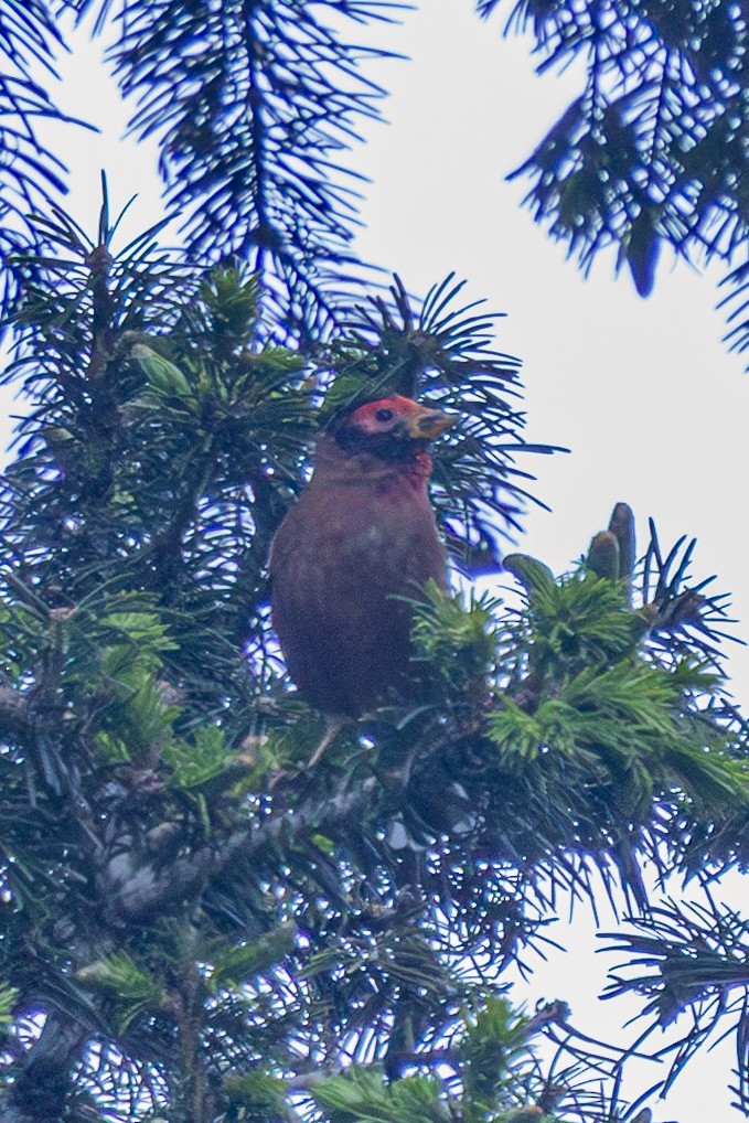 Spectacled Finch - ML646778252