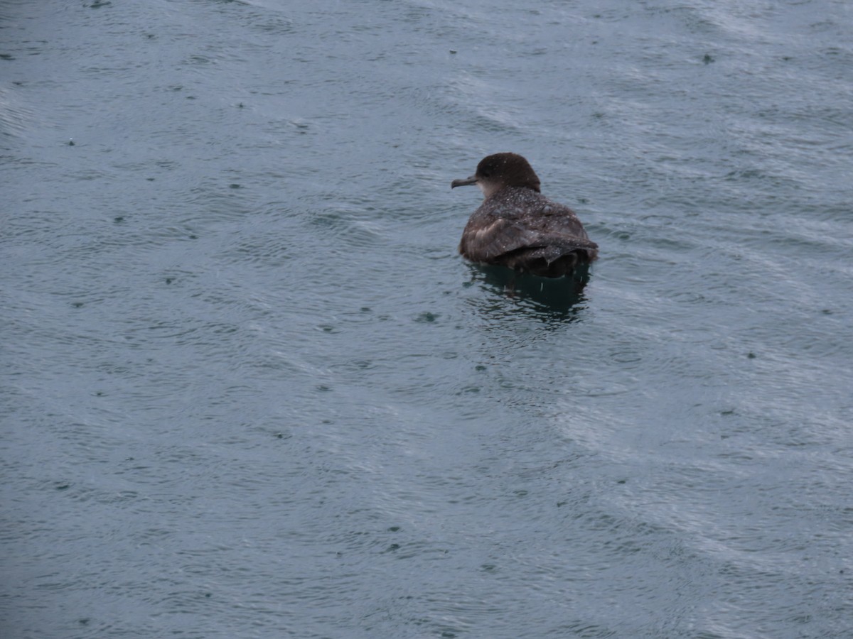 Short-tailed Shearwater - ML646778253