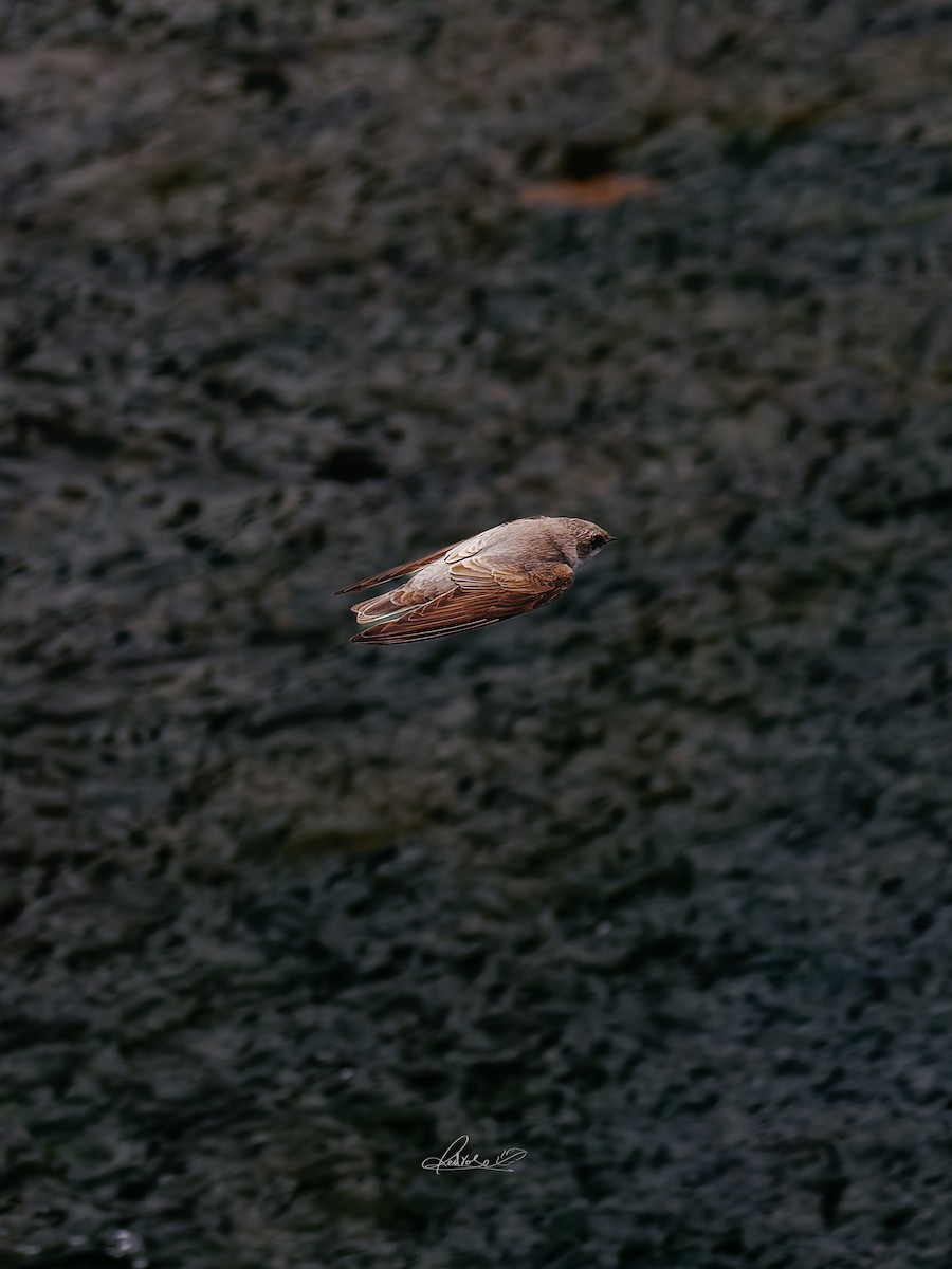 Solgun Kum Kırlangıcı - ML646778262