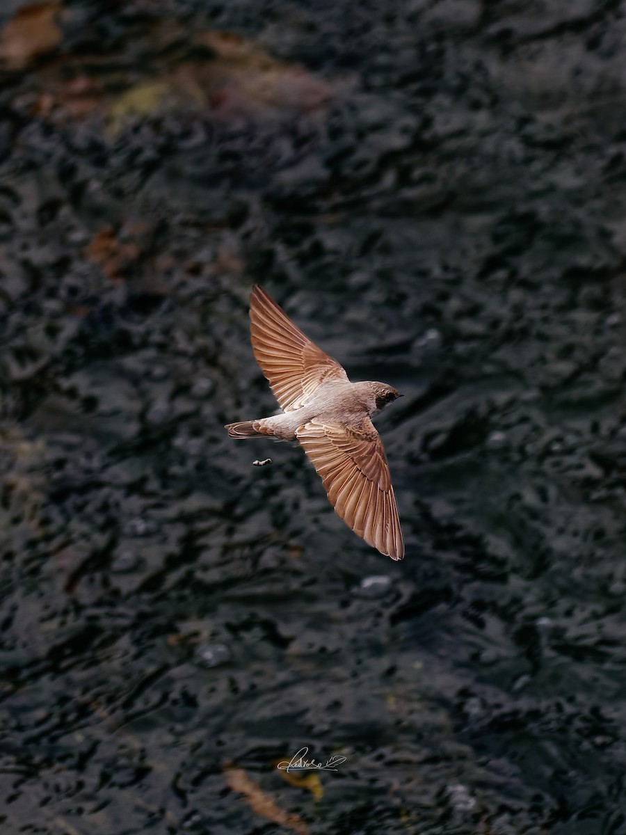 Solgun Kum Kırlangıcı - ML646778263