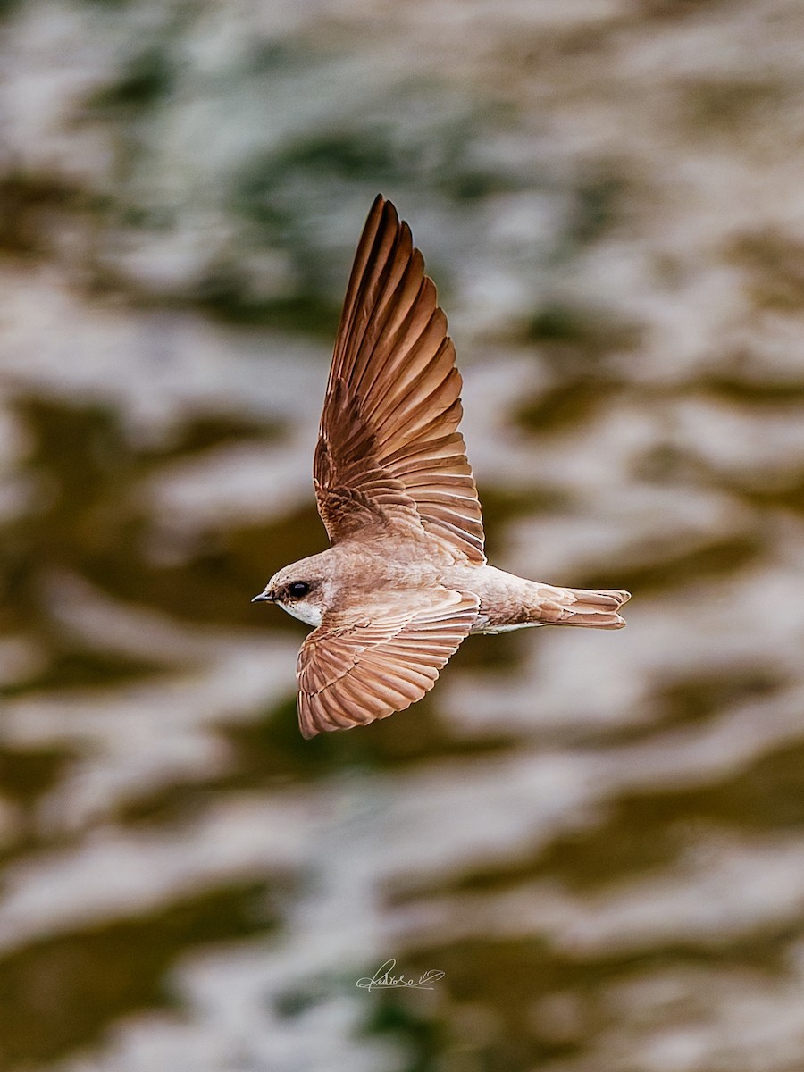 Solgun Kum Kırlangıcı - ML646778264