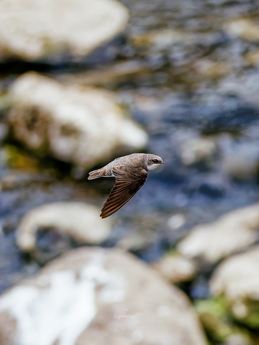 Solgun Kum Kırlangıcı - ML646778265