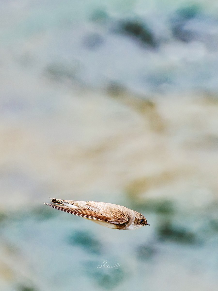 Solgun Kum Kırlangıcı - ML646778266