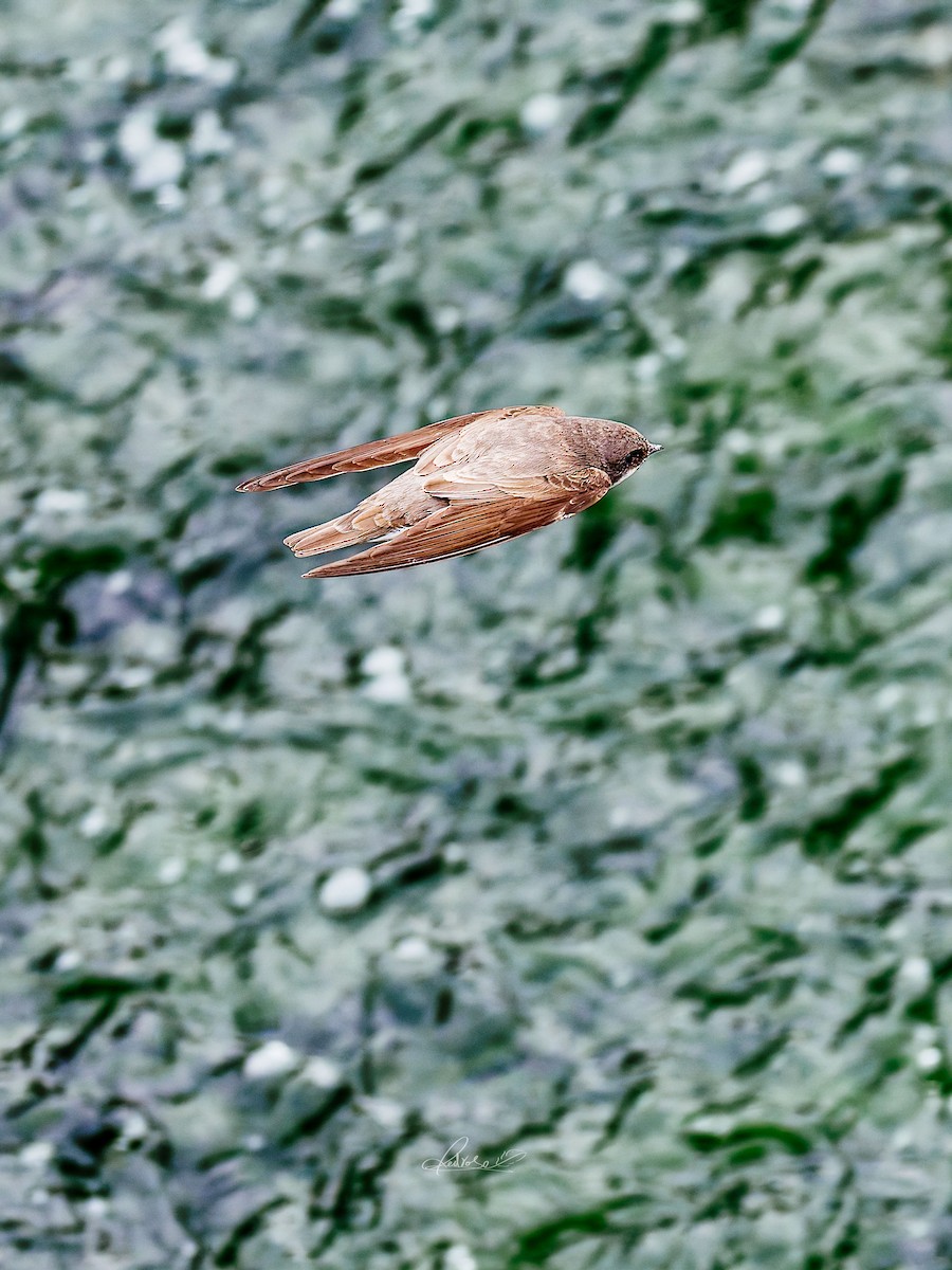 Solgun Kum Kırlangıcı - ML646778267